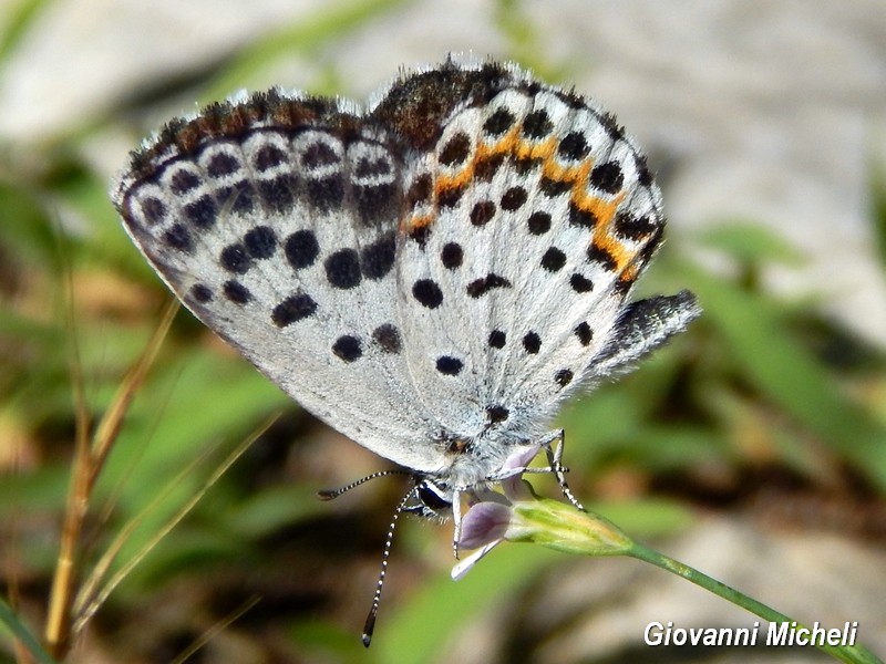 Colpaccio nel Parco del Ticino - Scolitantides orion